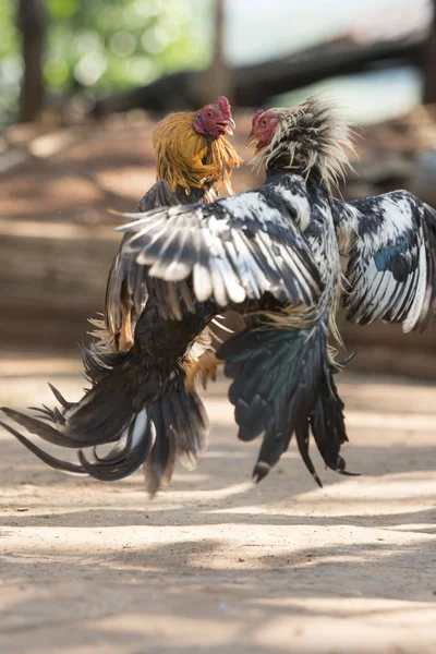 Cock fight training in the Village of Sangkhlaburi — Stock Photo, Image