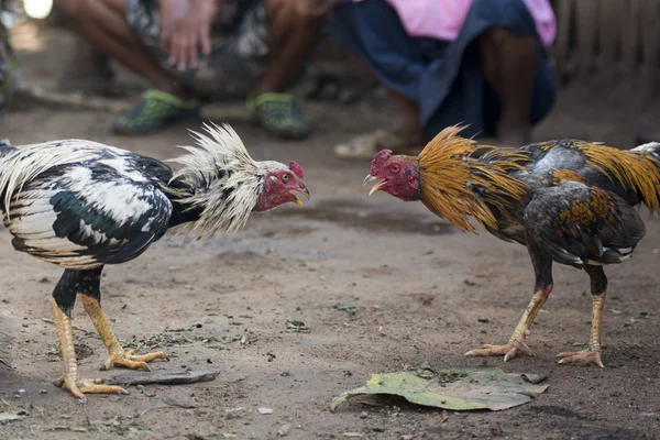 Galo luta formação na aldeia de Sangkhlaburi — Fotografia de Stock