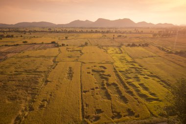 wat tham sua, ricefield
