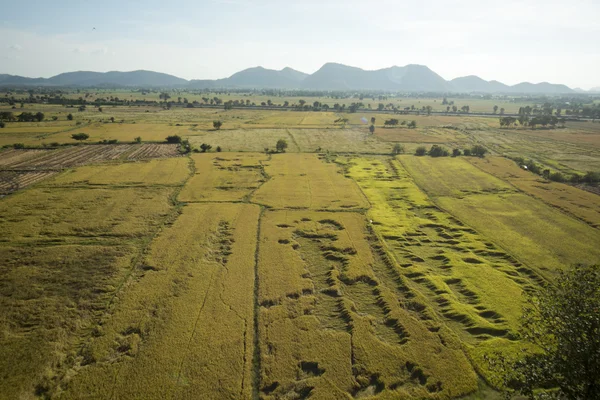 Wat tham sua, ricefield — Stok fotoğraf