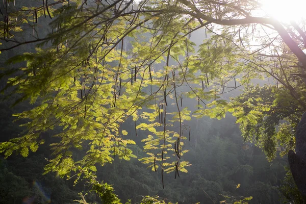 Natureza no rio Kwai — Fotografia de Stock