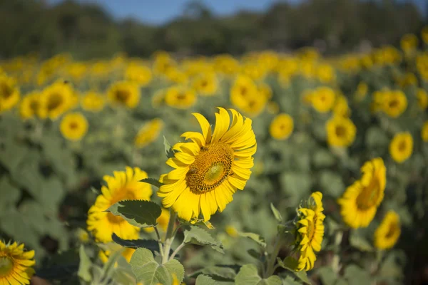 Красиві соняшники в полі — стокове фото