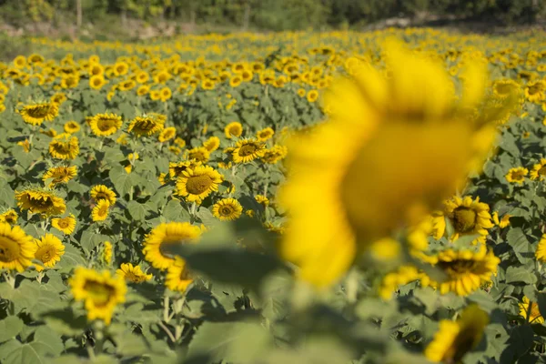 Beaux tournesols dans le champ — Photo