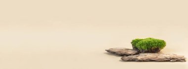 Arka planda ağaç kabuğu ve yosun bileşimi. Organik kozmetik ürünler için soyut podyum. Sunum ve sergi için doğal duruş.