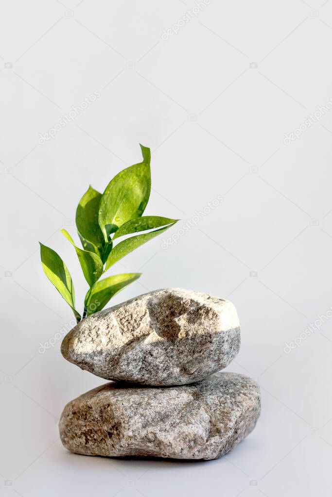 Natural stone stand with green leaves for presentation and exhibitions on grey background. Abstract trendy podium for organic cosmetic products. Minimal style.