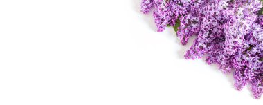Beyaz arka planda yalıtılmış leylak çiçekleri. Üst görünüm, düz görünüm, kopyalama alanı. Bahar konsepti Pankart.