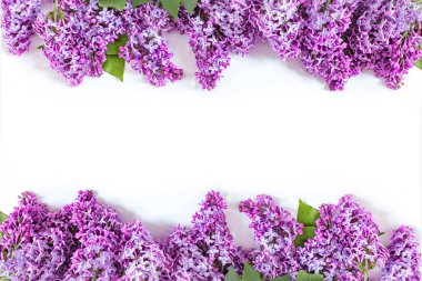 Beyaz arka planda yalıtılmış leylak çiçekleri. Üst görünüm, düz görünüm, kopyalama alanı. Bahar konsepti Pankart.