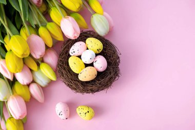 Yuvada renkli Paskalya bıldırcın yumurtaları ve pembe arka planda laleler. Düz yatıyordu. Bahar kompozisyonu. Mutlu Paskalya tebrik kartları. Boşluğu kopyala