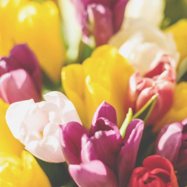 Parlak renkli lalelerden bir buket. Güzel çiçek arkaplanı. Bahar çiçekleri.