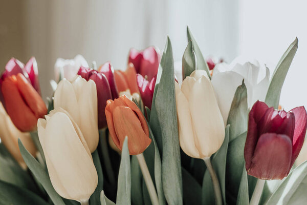 Аромат ярких красочных тюльпанов. Красивый цветочный фон. Весенние цветы. Копирование пространства
