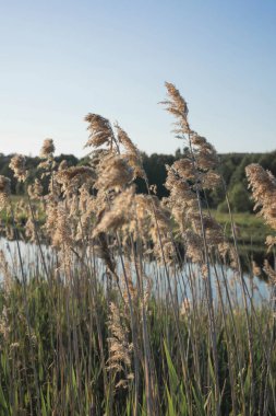 Nehirde yaz mevsiminde otlar. Mavi gökyüzüne karşı altın kuru kamışların doğal arka planı. Seçici odak.