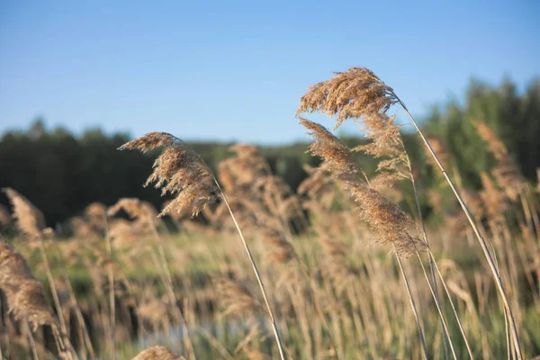 Pampas grass on the river in summer. Natural background of golden dry reeds against a blue sky. Selective focus.