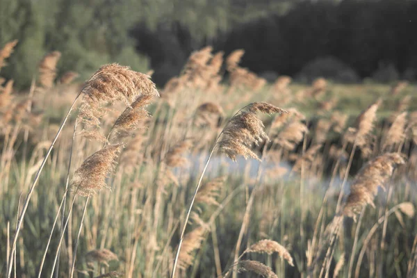 Pampas Grass River Summer Natural Background Golden Dry Reeds Blue — Stock Photo, Image