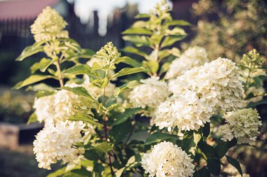 Çiçek açan tarım bitkisi Hydrangea 'nın çalıları, Limelight' ı panikletiyor. Yaz bahçesinde beyaz çiçekli güzel dallar