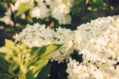 Çiçek açan tarım bitkisi Hydrangea 'nın çalıları, Limelight' ı panikletiyor. Yaz bahçesinde beyaz çiçekli güzel dallar