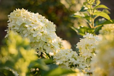 Çiçek açan tarım bitkisi Hydrangea 'nın çalıları, Limelight' ı panikletiyor. Yaz bahçesinde beyaz çiçekli güzel dallar