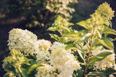 Çiçek açan tarım bitkisi Hydrangea 'nın çalıları, Limelight' ı panikletiyor. Yaz bahçesinde beyaz çiçekli güzel dallar