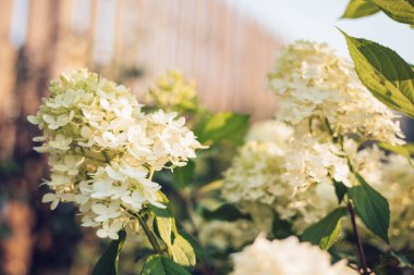 Çiçek açan tarım bitkisi Hydrangea 'nın çalıları, Limelight' ı panikletiyor. Yaz bahçesinde beyaz çiçekli güzel dallar