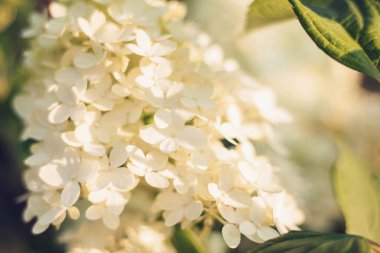 Çiçek açan tarım bitkisi Hydrangea 'nın paniklediği sahne. Yaz bahçesinde beyaz çiçekli güzel dallar