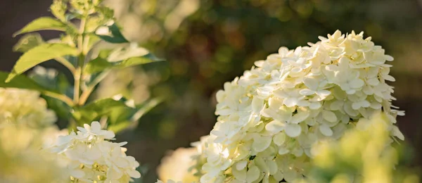 Çiçek açan tarım bitkisi Hydrangea 'nın çalıları, Limelight' ı panikletiyor. Yaz bahçesinde beyaz çiçekli güzel dallar