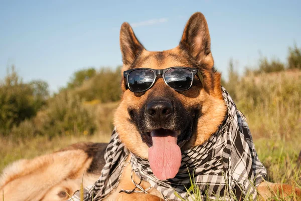 Német juhászkutya napszemüveget visel — Stock Fotó