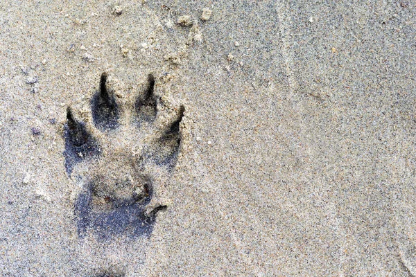 Wild wolf\'s paw footprint in the sand, background photo with a copy space