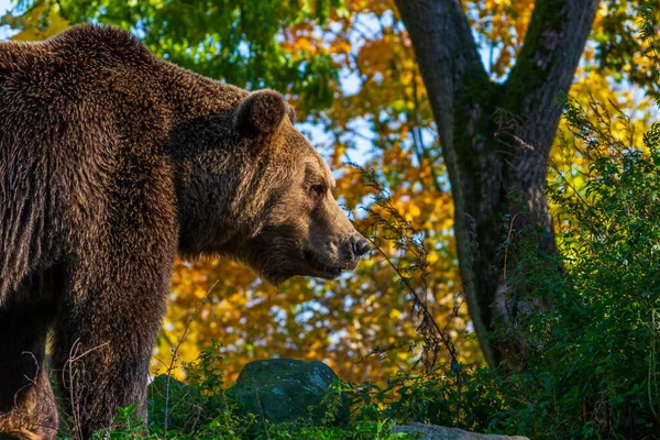 Καφέ αρκούδα - Ursus Arctos - πορτρέτο — Φωτογραφία Αρχείου