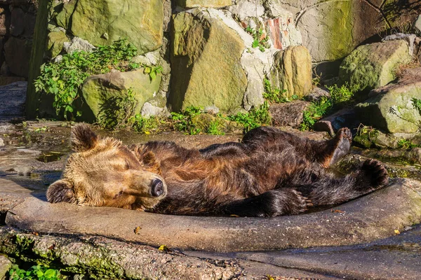 Niedźwiedź brązowy - Ursus Arctos - portret — Zdjęcie stockowe