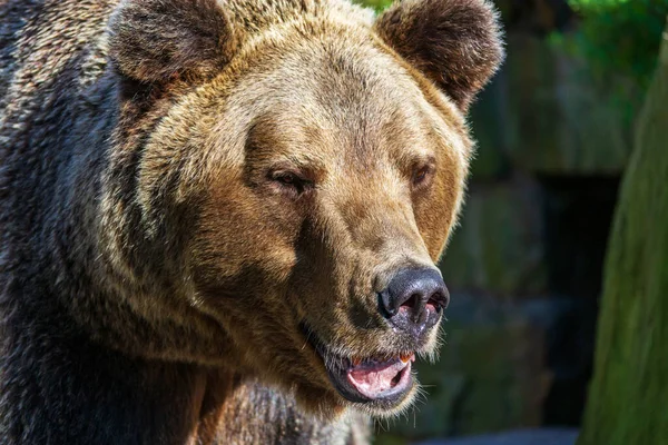 Καφέ αρκούδα - Ursus Arctos - πορτρέτο — Φωτογραφία Αρχείου