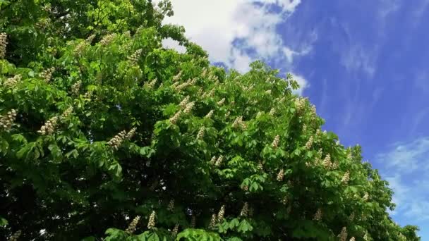 開花した栗の木の白いろうそく — ストック動画