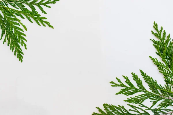 Beyaz arkaplanda thuja dalları