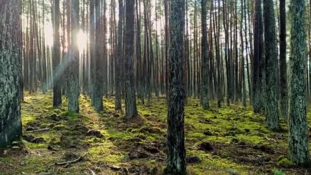 Forêt de pins magique ensoleillée dans les rayons du soleil couchant dans la soirée — Video