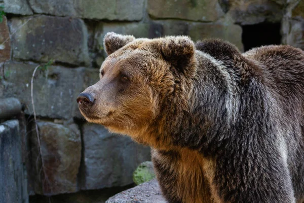 Καφέ αρκούδα - Ursus Arctos - πορτρέτο — Φωτογραφία Αρχείου