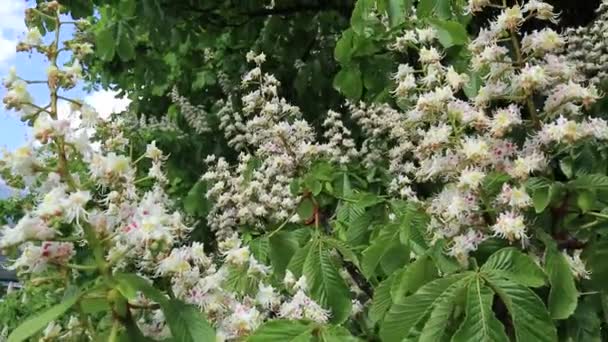 Witte kaarsen van de bloeiende kastanjeboom — Stockvideo