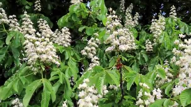 Vita ljus av det blommande kastanjeträdet — Stockvideo