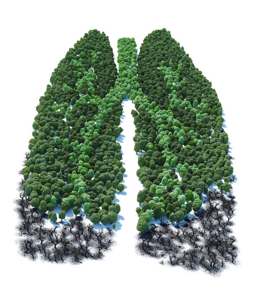 Дерево с формой пациентов с легкими человека ver 1
