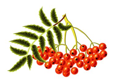 Beyaz bir arka planda Rowan. vektör çizim.
