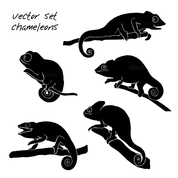 Set of Reptiles chameleons. — Stock Vector