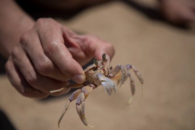 Elleri açık yengeç, kapat. Dünya Hayvan Günü. Vahşi yaşam. Güney Afrika. Hint Okyanusu. Brachyura