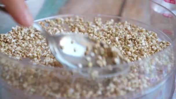 Sprouting buckwheat in a special sprouter. — Stock Video