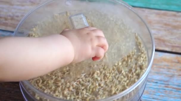 Eine Babyhand öffnet ein Gefäß mit gekeimtem Buchweizen. — Stockvideo