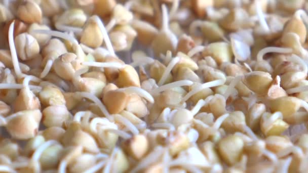 Tembakkan makro dari buckwheat dalam sprouter. — Stok Video