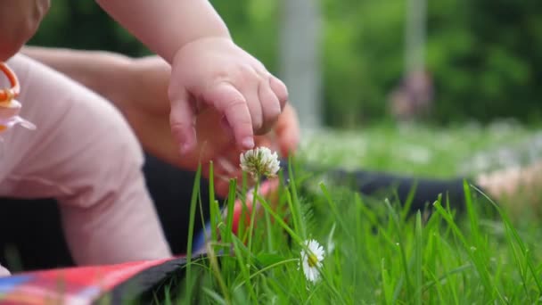 Mão de bebê tocando uma pequena flor selvagem. — Vídeo de Stock