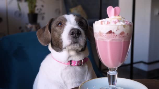 Perro divertido sentado en el café con latte rosa. — Vídeos de Stock