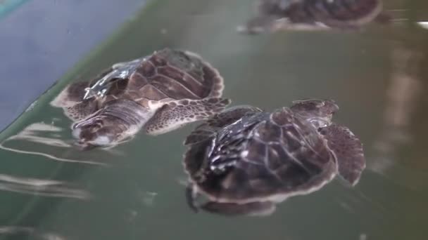 Gros plan de deux bébés tortues flottant sur l'eau — Video