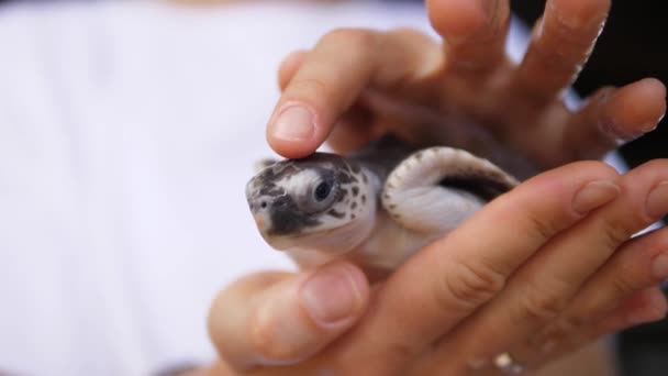 Primer plano de la tortuga bebé en la mano humana — Vídeos de Stock