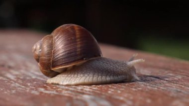 Curious Baby Hand Taking Garden Snail Closeup