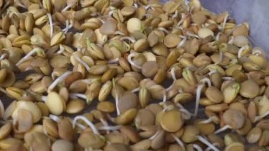 Close up of sprouted lentils. Healthy lifestyle concept