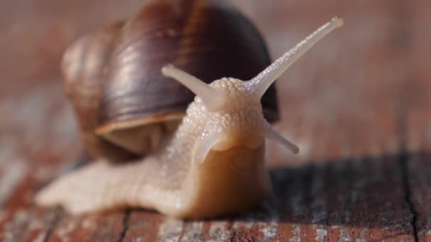 Jardín caracol primer plano en madera — Vídeo de stock