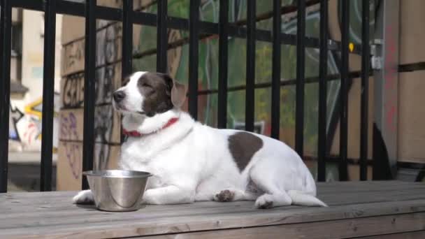 Adorable lindo perro blanco y marrón sentado junto a un tazón de acero y disfrutando de la vida. Paredes de graffiti sobre fondo. La vida en el concepto de ciudad. Varsovia 2020-Polonia — Vídeos de Stock